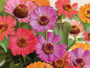 Bunt kombinieren: Mehr Vielfalt im Garten