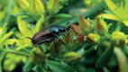Bildunterschrift: Der Gartenlaubkäfer fliegt besonders auf Blüten und Blätter von Obstgewächsen und Rosen, macht aber auch vor Rasenflächen nicht halt. Foto: AquaNemix Birchmeier/akz-o