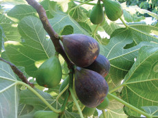 Perfekt für Balkon und Terrasse oder im Garten als Ergänzung zu heimischem Obst ist die Twotimer Feige. Foto: Hof:Obst/zu Jeddeloh Pflanzenhandels-GmbH/akz-o