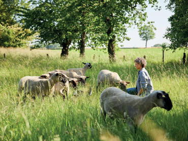 Nachhaltig düngen mit Schafwolle
