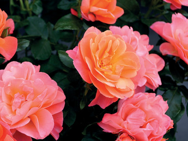 Rosen – die Supermodels unter den Blumen