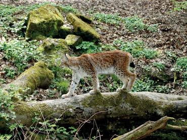 Niedliche Tierclips mit Folgen: Wie Social Media Wildtierleid fördert