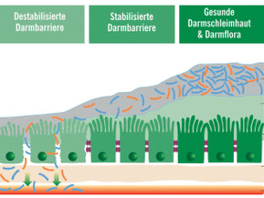 Je besser die Darmbarriere stabilisiert wird, desto besser ist der probiotische Effekt. Grafik: akz-o