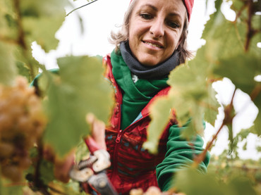 Goldene Reben, feiner Schotter: Graveln im Herbst im Land der 1000 Hügel