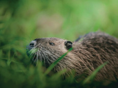 Die positive Entwicklung zeigt: Wenn Natur Raum bekommt, kann sie sich oft erstaunlich schnell erholen. Foto: pexels.com/ak-o