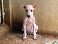 Streuner Oatmeal braucht Medizin und Pflege. Foto: Lanta Animal Welfare/akz-o