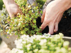 Die hochwertige Spezialerde fördert ein nachhaltiges, kräftiges Pflanzenwachstum und sorgt für eine stabile Wurzelentwicklung – unterstützt durch optimierte Wasserführungs- und Wasserhalteeigenschaften. Foto: Compo/akz-o