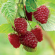 Bildunterschrift: Frisch gepflückt und unvergleichlich lecker – Himbeeren aus dem eigenen Garten Foto: Hof:Obst/zu Jeddeloh Pflanzenhandels-GmbH/akz-o