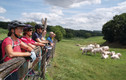 Bildunterschrift: Eine Radgruppe fährt gemeinsam durch die offene Kulturlandschaft und trifft dabei auf eine Herde Charolais-Rinder – ein typisches Bild für die naturnahen Touren in der Region. Foto: Dorothea Burkhardt/Landratsamt Rhein-Neckar-Kreis/akz-o