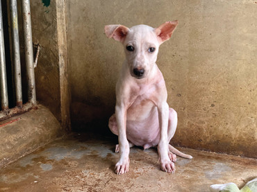 Tierhilfe weltweit – Wunschzettel für Tiere