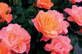 Bildunterschrift: Statement für den Garten – Die Sugar Candy Rose Foto: zu Jeddeloh Pflanzenhandels-GmbH/akz-o