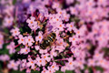 Bildunterschrift: Blühende Gehölze wie der Schmetterlingsflieder machen den Garten zu einem lebendigen Erfahrungsraum. Foto: Schmetterlingsflieder/pixabay.com/akz-o