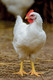 Bildunterschrift: Glückliches Huhn Foto: Ja! Natürlich/Christian Dusek/akz-o