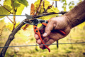 Bildunterschrift: Hartes Holz durchschneidet die Amboss-Schere auch mit wenig Kraftaufwand. Foto: Gebr. Schröder GmbH/akz-o
