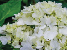 BU Bild1: Mit kompaktem Wuchs und hoher Vitalität begeistert die neue Sorte Dreamcloud zusätzlich mit dicht gefüllten Blütenbällen. Foto: zu Jeddeloh Pflanzenhandels-GmbH/akz-o