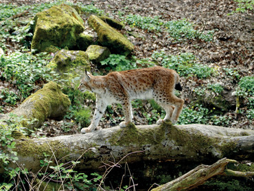 Wenn süße Wildtier-Videos täuschen: Warum Social Media den Blick auf exotische Tiere verändern kann