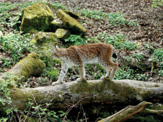 Wildtiere wirken in sozialen Netzwerken oft wie geeignete Haustiere. Fachleute weisen jedoch darauf hin, dass ihre Bedürfnisse in privater Haltung meist nicht erfüllt werden können. Foto: pexels.com/Welttierschutzgesellschaft e.V./akz-o