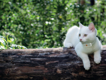 Mythos widerlegt: Wie Halsbänder Katzenleben retten können