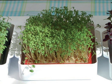 Kresse auf der Fensterbank: Vielseitiges Superfood für jeden Tag