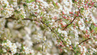 Bildunterschrift: Wenn Kinder im Frühling das erste zarte Grün entdecken, erfahren Sie Natur mit allen Sinnen. Foto: pixabay.com/Bund deutscher Baumschulen (BdB) e.V./akz-o