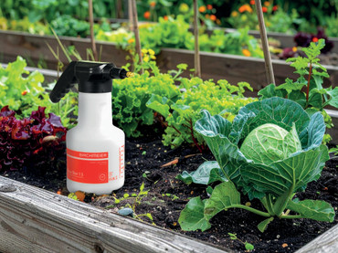 Wie schützt man Kohlrabi & Co.?