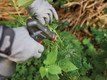 Bildunterschrift: Der Wirkstoff auf Basis von Orangenöl riecht nicht nur gut, sondern ist auch besonders wirksam gegen Schädlinge und Pilze. Foto: Compo/akz-o