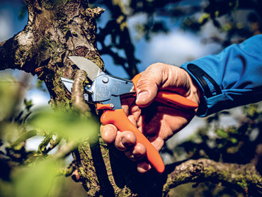 Und cut! Ein Ratgeber für Gartenscheren