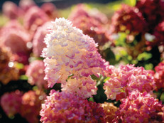 Die Spring Sizzle verwandeln durch ihre frühen und auffälligen Blüten, Beete in lebendige Farbflächen. Foto: zu Jeddeloh Pflanzenhandels-GmbH/akz-o
