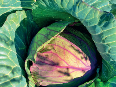 Ab April/Mai beginnen viele Insekten mit der Eiablage. Junge Pflanzen sind dann besonders gefährdet. Foto: pexels.com/Birchmeier/akz-o