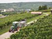 Bildunterschrift: Wenn sich die Weinberge verfärben und die Weinlese beginnt, verbindet die Region Genuss, Bewegung und Gastfreundschaft auf besonders charmante Weise. Hier wird Wein nicht nur angebaut, sondern gelebt. Foto: Tourimia Tourismus GmbH/Stefan Leitner Photography/akz-o