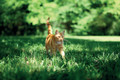 Bildunterschrift: Studien belegen: Das Halsband ist kein Risiko für Katzen, sondern kann häufig sogar Leben retten. Foto: Weenect/akz-o