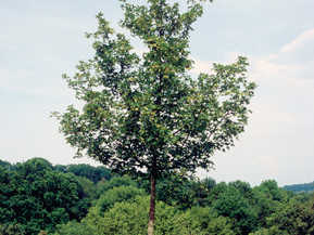 Als echter Allrounder für den Garten ist der Feldahorn robust und pflegeleicht. Foto: Robert Markley/BdB/akz-o