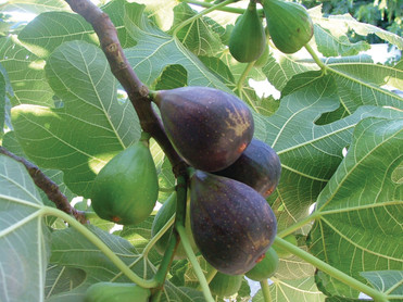 Perfekt für Balkon und Terrasse oder im Garten als Ergänzung zu heimischem Obst ist die Twotimer Feige. Foto: Hof:Obst/zu Jeddeloh Pflanzenhandels-GmbH/akz-o