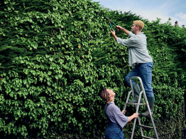 Hecken sind viel mehr als nur Sichtschutz – sie bieten auch Tieren wie Vögeln oder Igeln und Insekten einen geschützten Lebensraum. Foto: Westend61/stock.adobe.com/Bund deutscher Baumschulen (BdB) e.V./akz-o