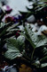 Bildunterschrift: Feuchtigkeitsverträgliche Gehölze wie die Schwarze Johannisbeere bieten sich für Standorte mit vermehrter Nässe an. Foto: Bund deutscher Baumschulen (BdB) e.V./akz-o