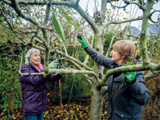 Der richtige Schnitt fördert die Gesundheit und steigert die Ernte im nächsten Jahr. Foto: pexels.com/Hof:Obst/zu Jeddeloh Pflanzenhandels-GmbH/akz-o