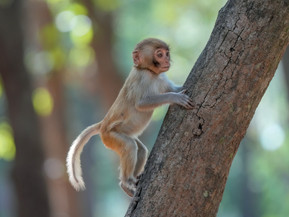 Rhesusaffen werden häufig als Haustiere in Social Media dargestellt. Die Aufnahme zeigt: In ihrem natürlichen Lebensraum – und nur dort – sind sie zu Hause. Foto: Wikimedia Commons/Giles Laurent CC BY-SA 4.0/akz-o