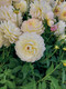 Bildunterschrift: Dahlie ,Sandia Serenity‘ Foto: Kiepenkerl/akz-o