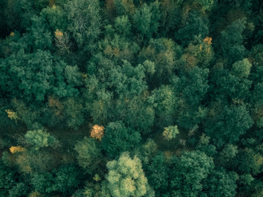 Einheimisches Holz: Die Energiequelle der Zukunft