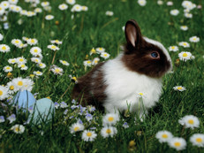 Foto: pexels.com/Südtiroler Speck g.g.A. und Stilfser Käse g.U./akz-o