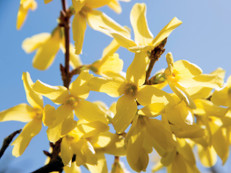 Mit kleinen gelben Blüten bezaubern Forsythien im Frühjahr. Foto: pixabay.com/akz-o