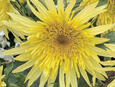 Zum Muttertag: Schnittblumen aus dem eigenen Garten