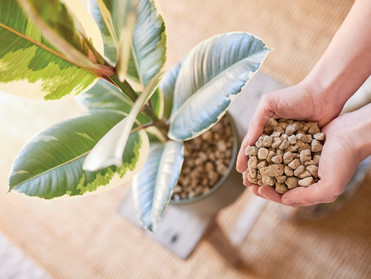 Eine Schicht Compo Bio Granuplant auf dem Pflanzsubstrat verhindert, dass Trauermücken ihre Eier ablegen. Foto: Compo/akz-o