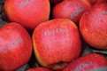 Bildunterschrift: Selbstversorgung leicht gemacht – leckere Äpfel voller Geschmack, selbst geerntet im eigenen Garten Foto: Hof:Obst/zu Jeddeloh Pflanzenhandels-GmbH/akz-o