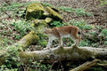 Bildunterschrift: Wildtiere wirken in sozialen Netzwerken oft wie geeignete Haustiere. Fachleute weisen jedoch darauf hin, dass ihre Bedürfnisse in privater Haltung meist nicht erfüllt werden können. Foto: pexels.com/Welttierschutzgesellschaft e.V./akz-o