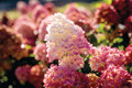 Bildunterschrift: Die Spring Sizzle verwandeln durch ihre frühen und auffälligen Blüten, Beete in lebendige Farbflächen. Foto: zu Jeddeloh Pflanzenhandels-GmbH/akz-o