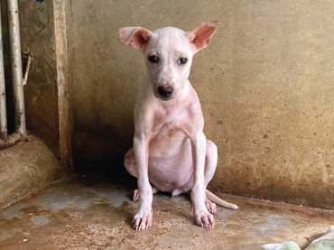 Geschenkideen für Tierfreund*innen