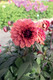 Bildunterschrift: Dahlie ,Orient Express‘ Foto: Kiepenkerl/akz-o