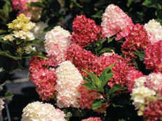 Die Spring Sizzle verwandeln durch ihre frühen und auffälligen Blüten, Beete in lebendige Farbflächen. Foto: zu Jeddeloh Pflanzenhandels-GmbH/akz-o