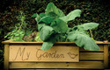 Hochbeete machen das Gärtnern nicht nur bequemer, sondern auch effektiver, denn Obst und Gemüse werden hier bestens mit Nährstoffen versorgt. Foto: unsplash.com/akz-o